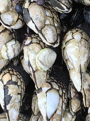 Crepipatella lingulata