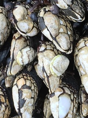 Crepipatella lingulata