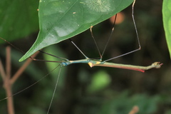 Marmessoidea vinosa