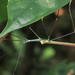 Marmessoidea vinosa - Photo (c) Soh Kam Yung, algunos derechos reservados (CC BY-NC), uploaded by Soh Kam Yung