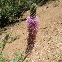 Dalea searlsiae