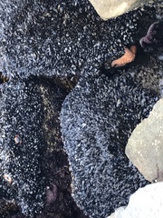 Mytilus californianus