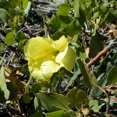 Oenothera howardii