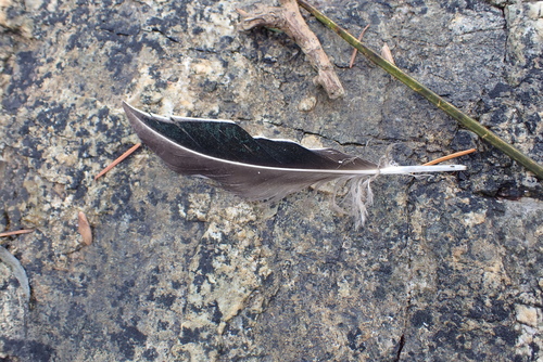 Plume de Canard à front blanc