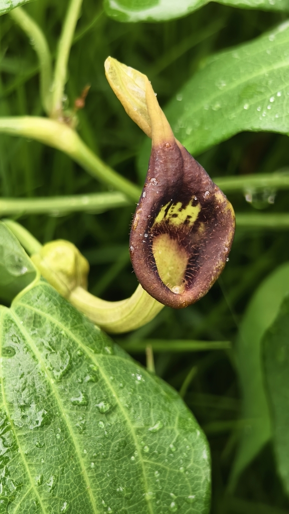slender Dutchman's pipe