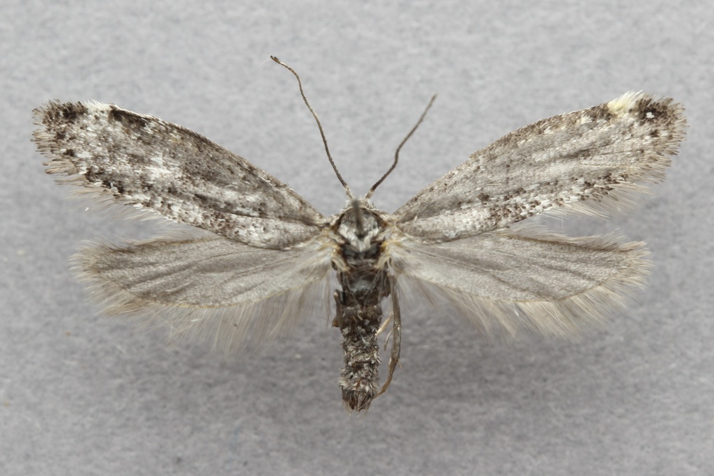 Paraswammerdamia lapponica