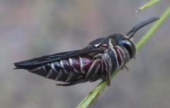 Coelioxys slossoni
