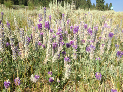Lupinus lepidus sellulus