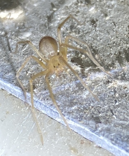 Desert Recluse photo 6
