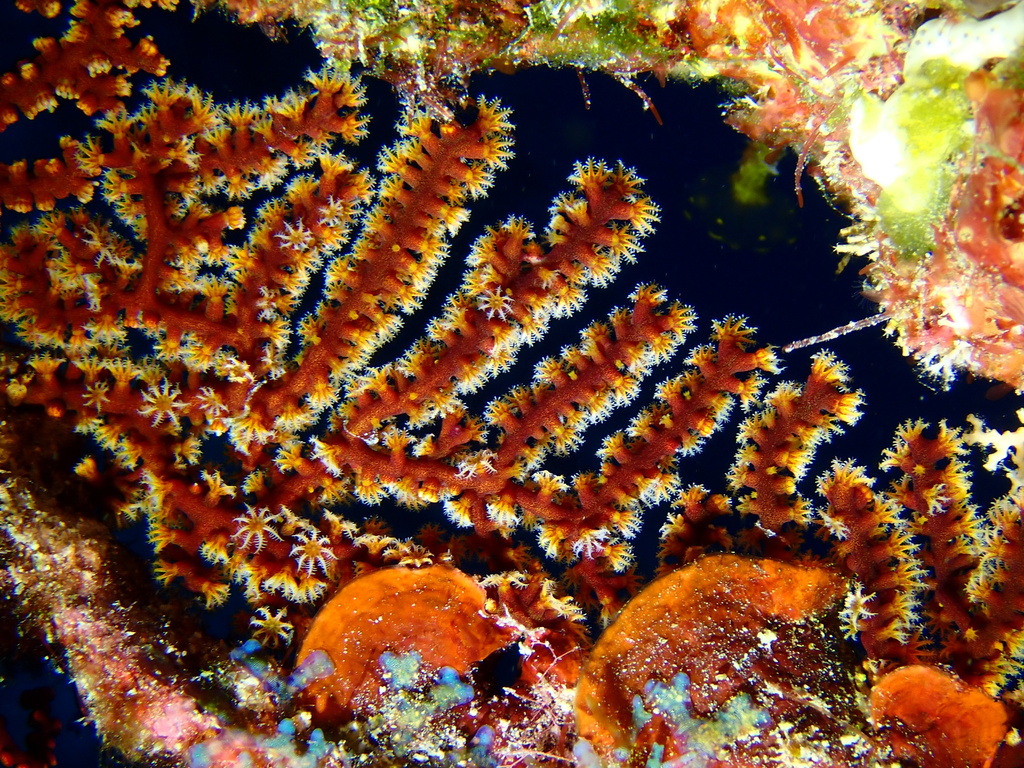 Villogorgia nozzolea