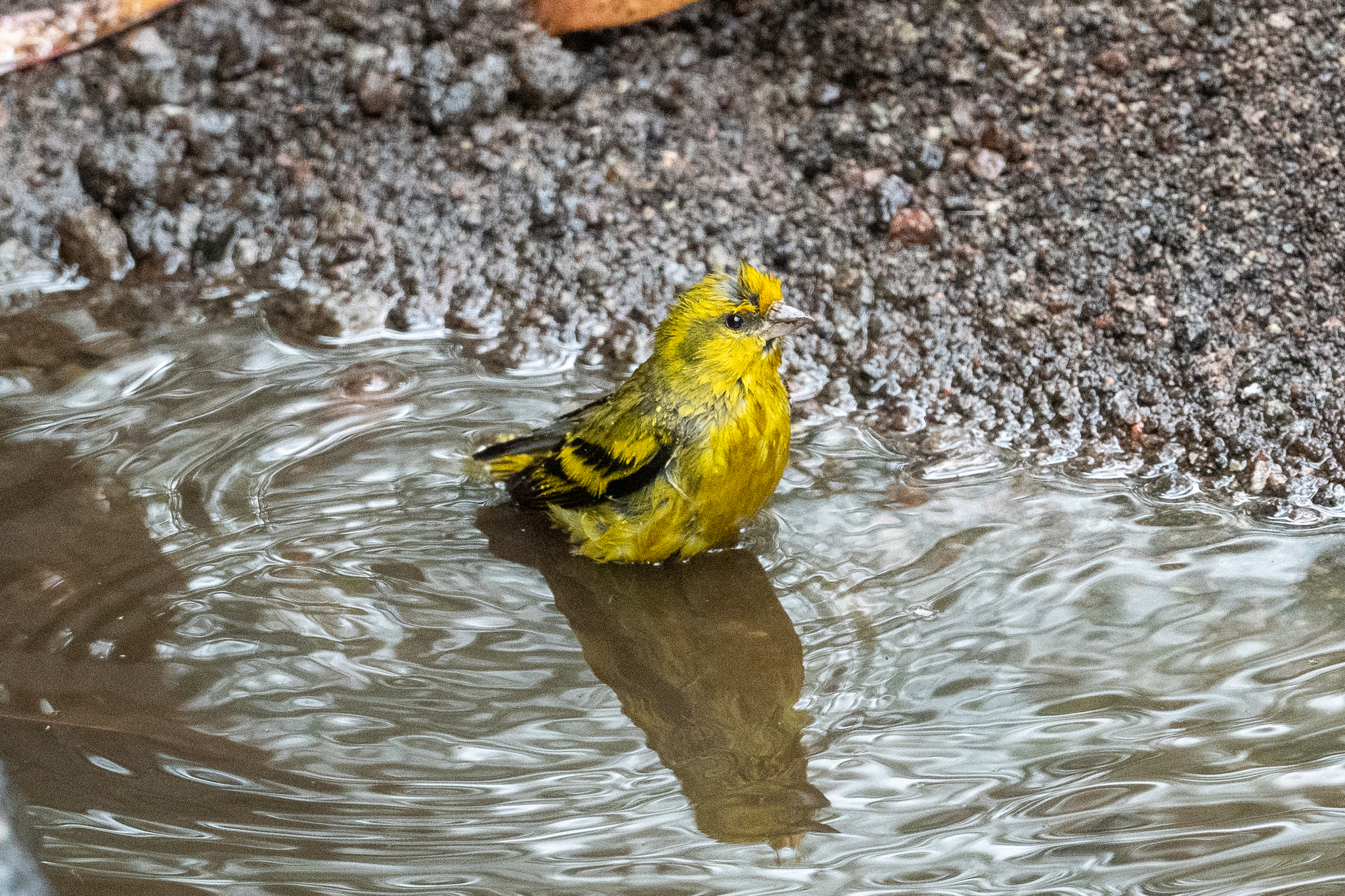 Yellow-crowned Canary (Serinus flavivertex), photo 5