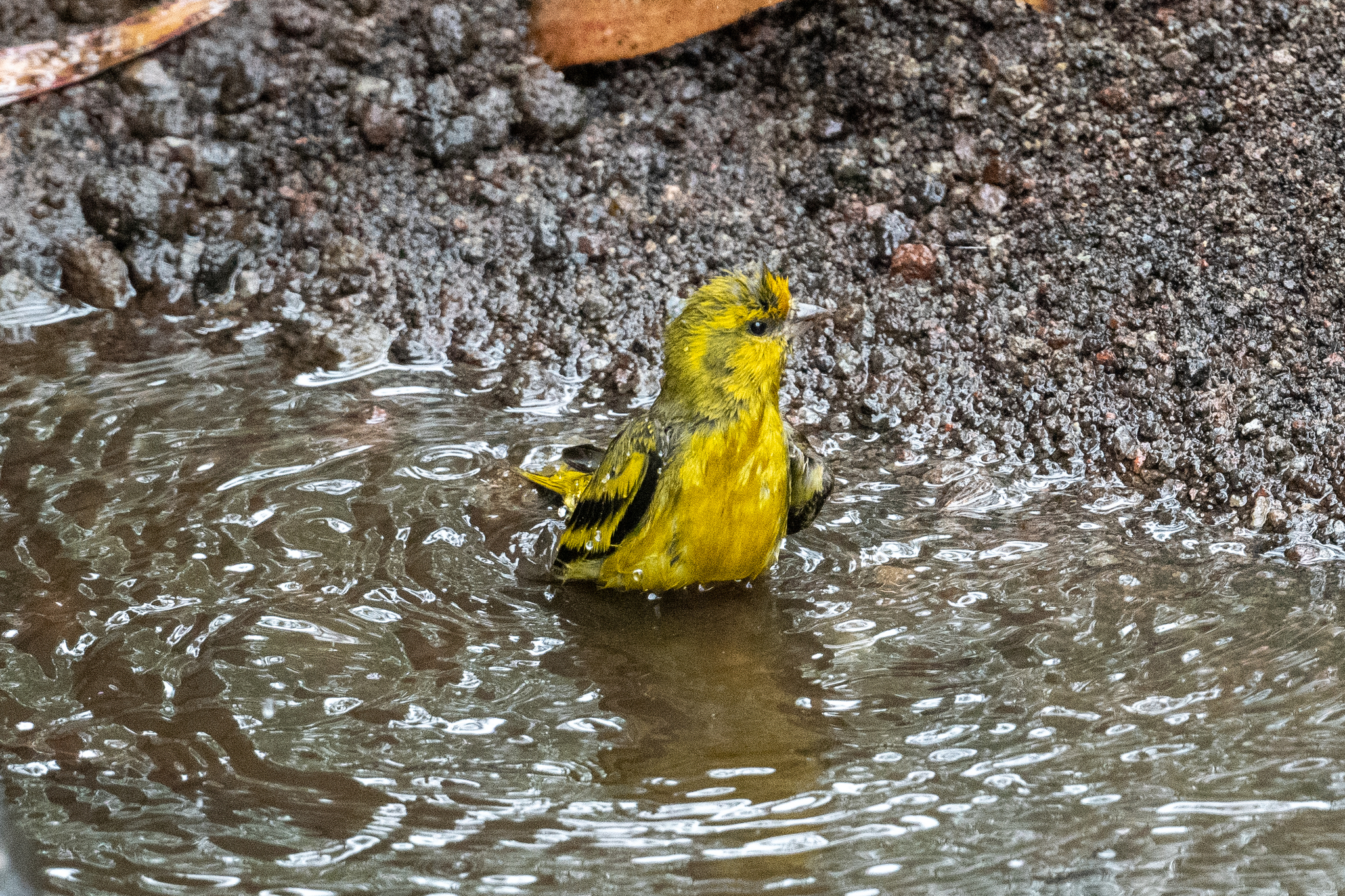 Yellow-crowned Canary (Serinus flavivertex), photo 4