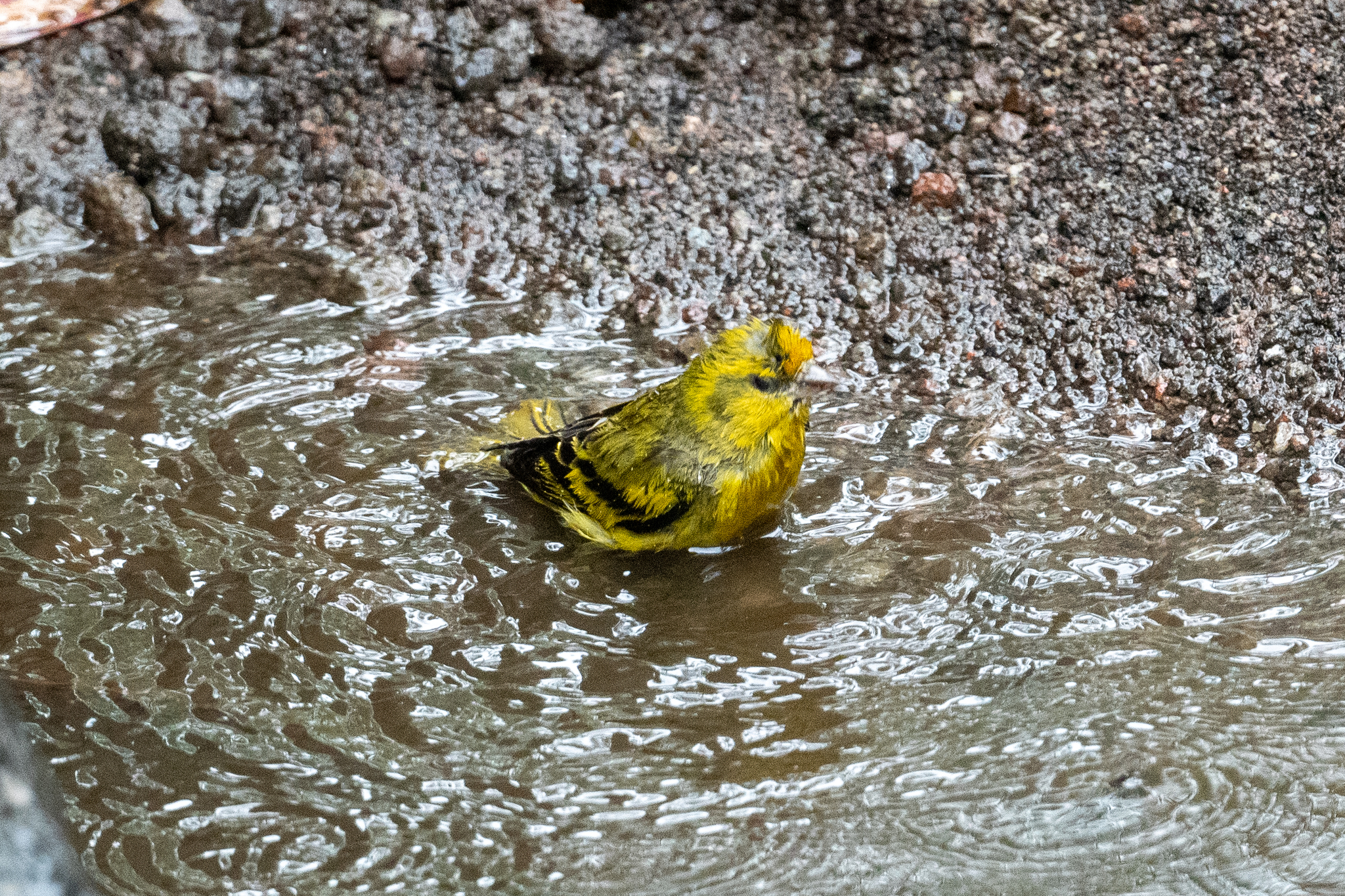 Yellow-crowned Canary (Serinus flavivertex), photo 3