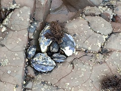 Mytilus californianus