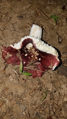 Russula vinacea