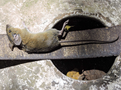 Peromyscus perfulvus