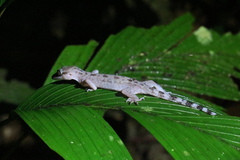 Cyrtodactylus