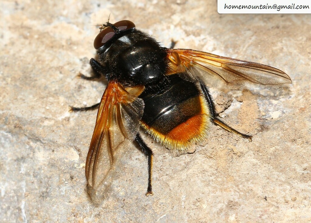 Mesembrina magnifica