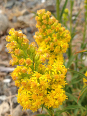Solidago spectabilis