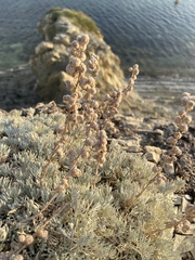 Artemisia alpina, photograph (c) Илья Руденко, some rights reserved (CC BY)