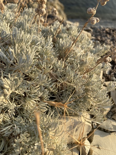 Artemisia alpina, photograph 4