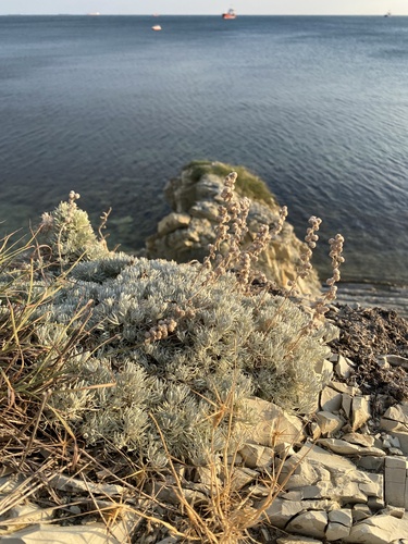 Artemisia alpina, photograph 3