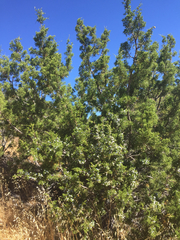 Juniperus californica