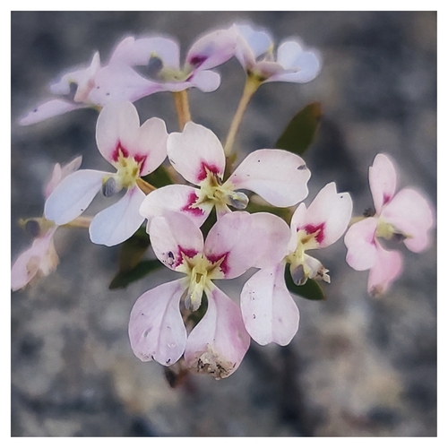 Beautiful Stylewort (Levenhookia pulcherrima)
