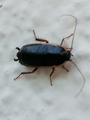 Loboptera decipiens