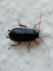 Loboptera decipiens