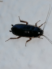 Loboptera decipiens