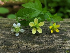 Geum × catlingii