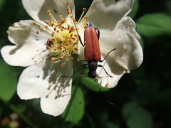 Anastrangalia dubia