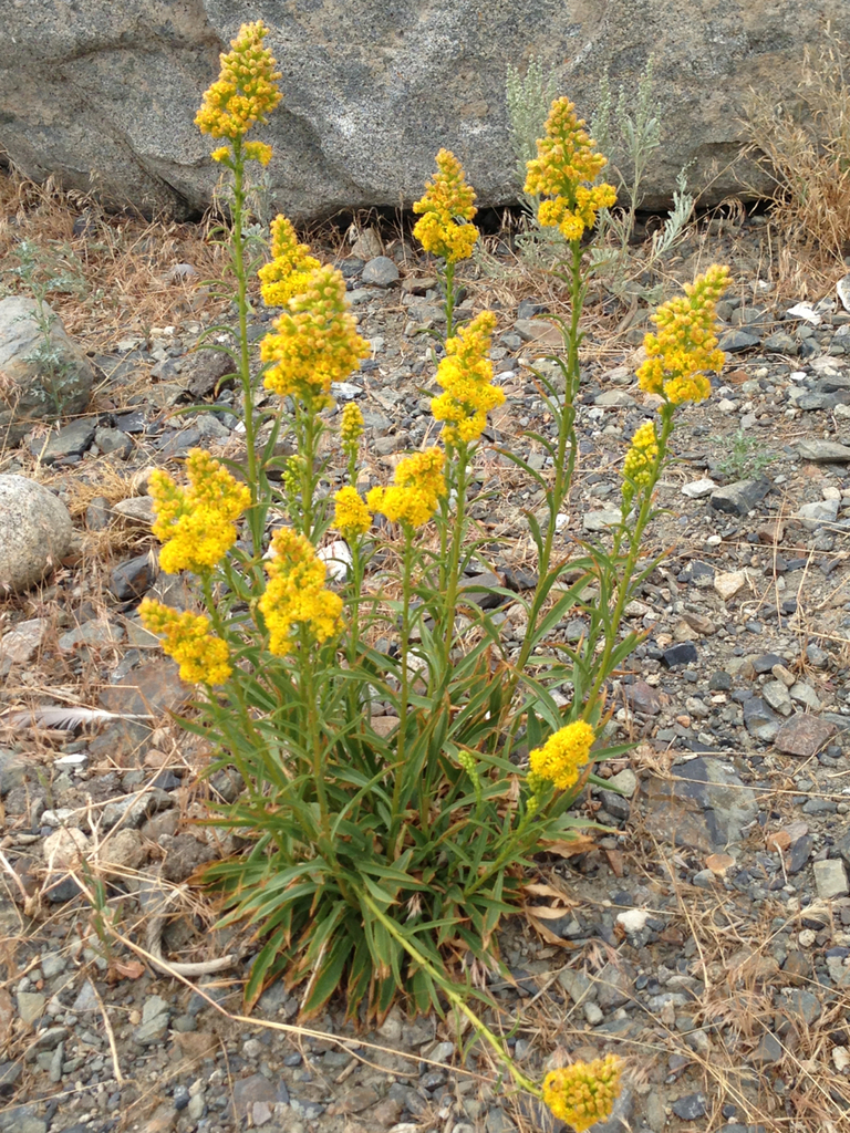 showy goldenrod