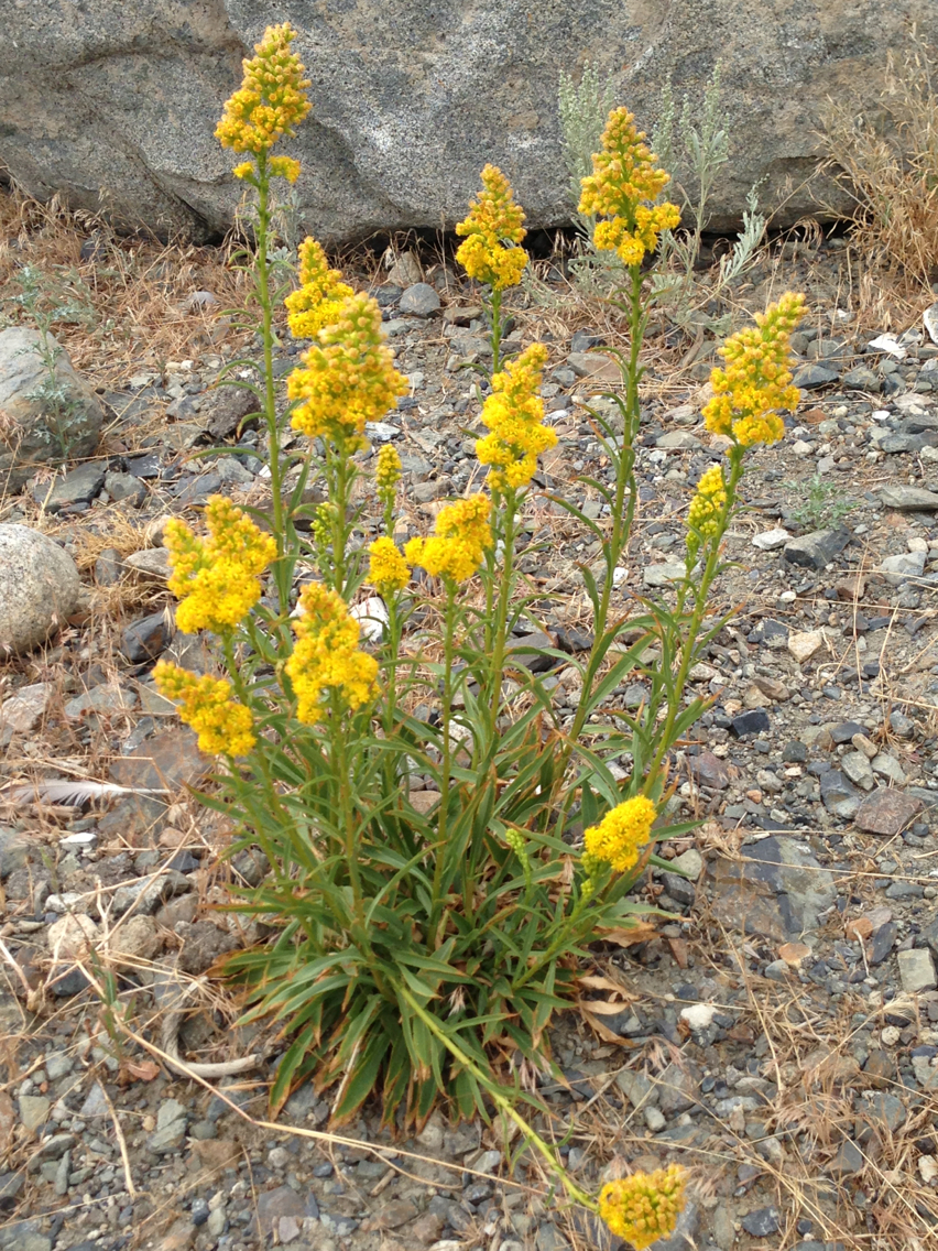 Solidago spectabilis