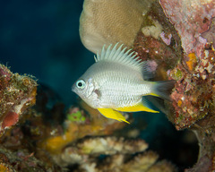 Amblyglyphidodon orbicularis