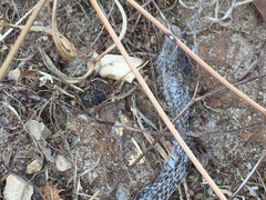 Hierophis viridiflavus carbonarius