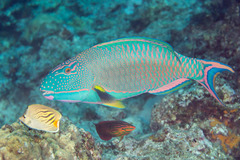 Cetoscarus ocellatus