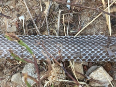 Hierophis viridiflavus carbonarius