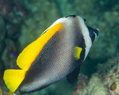 Heniochus singularius