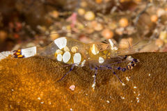 Ancylocaris brevicarpalis