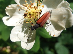 Anastrangalia dubia