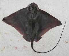 Southern Eagle Ray photo 2