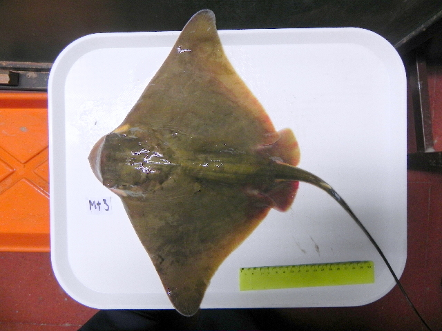 Southern Eagle Ray
