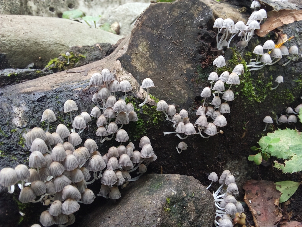 Coprinellus disseminatus · September 2024 · photo: © hector_montero (iNaturalist, cc-by)