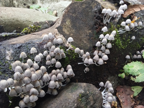 Coprinellus disseminatus