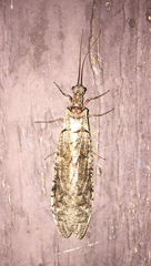 Chauliodinae