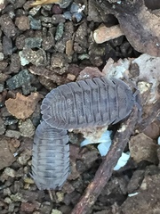 Armadillidium peraccae