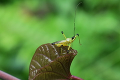Velinus