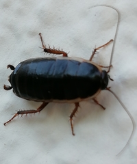 Loboptera decipiens